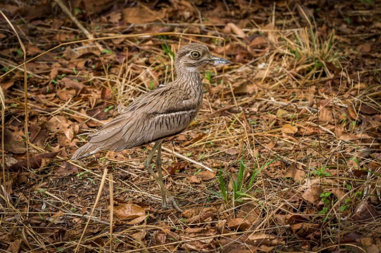 111 Zambia, South Luangwa NP, kaapse griel.jpg